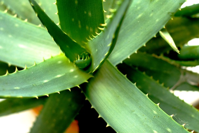 Listy Aloe Vera